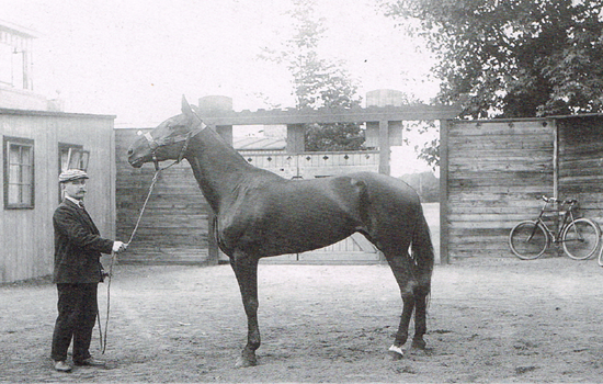 Alabama Bond, der her er fotograferet på Charlottenlund Travbane, fædrede ialt tre derbyvindere.