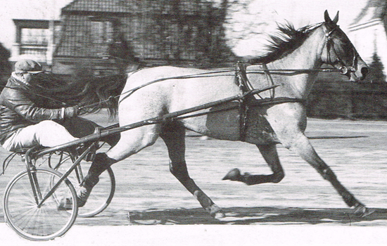 Olof Månsson i et træningsarbejde med Sylvia, der i 1937 satte en 4-års hopperekord, der holdt i hele 19 år.