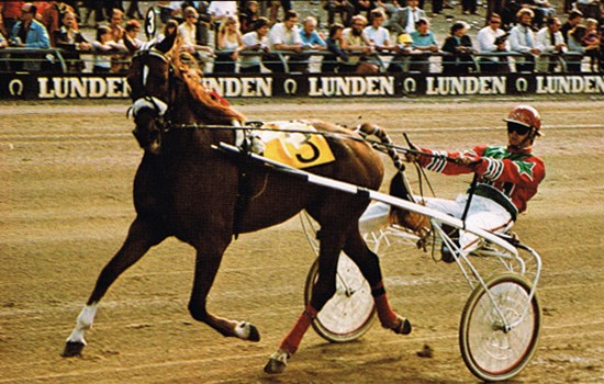 Verdensrekordholderen Dilli Hanover havde oftest et frisk tag om biddet. Her ses den før et løb på sin hjemmebane i Lunden.