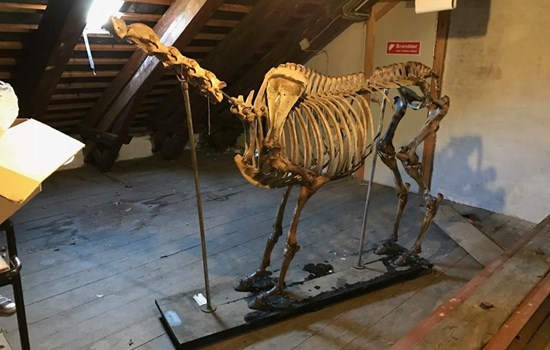 På Landbohøjskolen i København er et hesteskelet ved at blive restaureret. Men det er ikke - set med en traventusiasts øjne - en helt tilfældig hest.