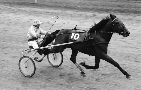 Vagn Lønborg Nielsen på vej mod sejren i Jydsk 2-årings Grand Prix 1984 med sin egen Joachim Lønbo. Foto: Ole Hindbys fotoarkiv