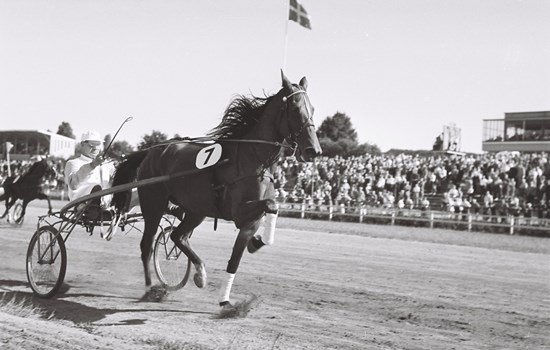 Karl Laursen købte Tina Virup på auktion, og han kørte selv hoppen til sejr i Jydsk 4-årings Grand Prix 1957. I avlsboksen blev hun senere moder til Tarok. (Foto: Ole Hindsby fotoarkiv)