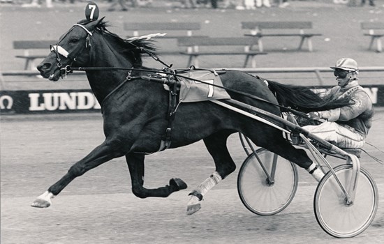 Efter en særdeles indbringende treårssæson blev Handybus regnet for at være Danmarks kommende stjernetraver. Meritterne som unghest giver ham nu en plads i Hall of Fame.(Foto: Burt Seeger)