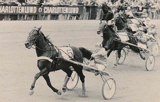 Osman Bogø var uden tvivl den bedste hest, der gennem tiden blev opdrættet på Stutteri Kejsergården. Udover sejrene i Dansk Trav Derby og Mesterskab for Danmark vandt den også Dansk Trav Kriterium 1971. (Foto: Burt Seeger)