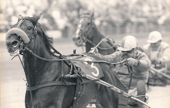 I alt vandt My Nevele 57 sejre i 117 starter, og efter endt væddeløbskarriere fik den også pæn succes i avlen. Nu får den plads i Travsportens Hall of Fame. (Foto: Burt Seeger)