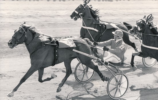 Glennie Bilto vinder Dansk Trav Kriterium 1983 med Hans Svensson i sulkyen. Bagved galoperer Granit Bangsbo i mål på andenpladsen. (Foto: Burt Seeger)