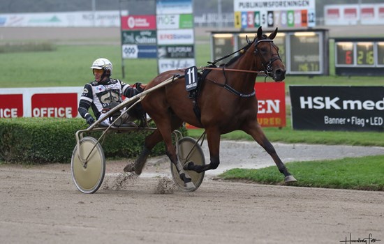Flower Dust var sin årgangs bedste hoppe. For sin træner Bent Svendsen vandt hun bl.a. Aalborg Hoppechampionat 2021. (Foto Hesselborg Foto)