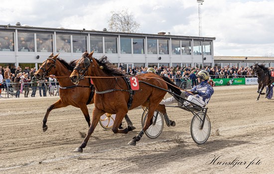I 2022 kunne Freddy Boy med Jeppe Rask i sulkyen overraskende slå storfavoritten Flower Dust med Bent Svendsen i Lord Valentines Mindeløb. (Foto: Hunskjær Foto)