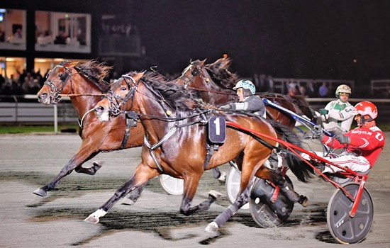Den svenske træner Peter Untersteiner havde i flere sæsoner stor succes med danske Diamondwind. Hesten vandt bl.a. Grand Circle 3-års Championat for hingste/vallakker 2018 på Fyens Væddeløbsbane. (Foto: Gorm Johansen)