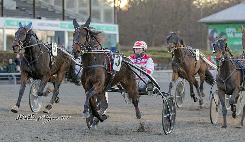 Go On Gardenia vandt i 2021 finalen i Dansk Avlsløb for hopper med sin træner Knud Mønster i sulkyen. På de efterfølgende pladser fulgte Gabi Kyvsgård og Golden C N. (Foto: Burt Seeger)